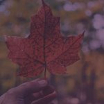 Canadian strategies